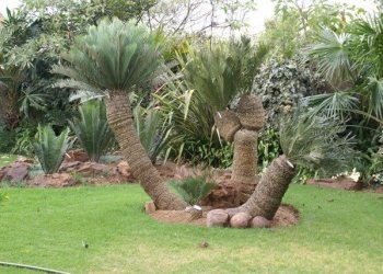 Gardening & Landscaping